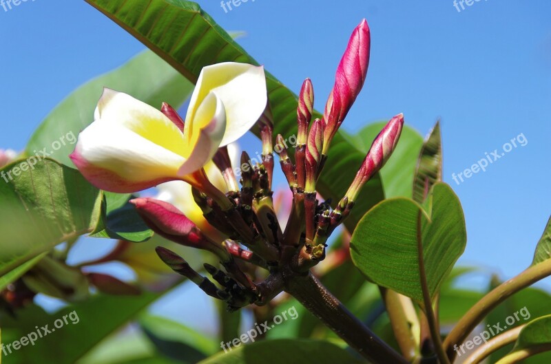 Canary Frangipani Yellow Flower Bud Floral