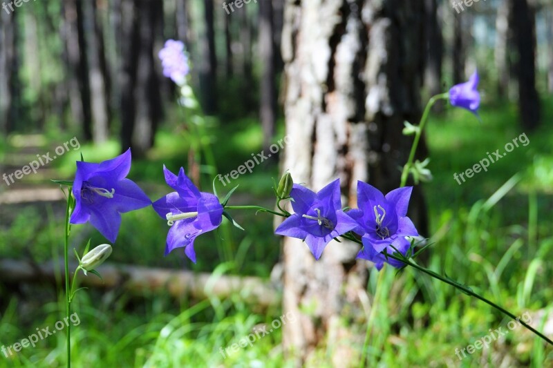 Bellflower Blue Flower Blossom Bloom