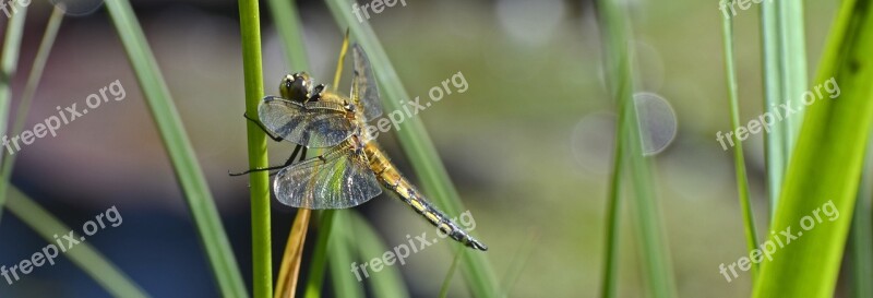 Dragonfly Wing Insect Nature Flight Insect