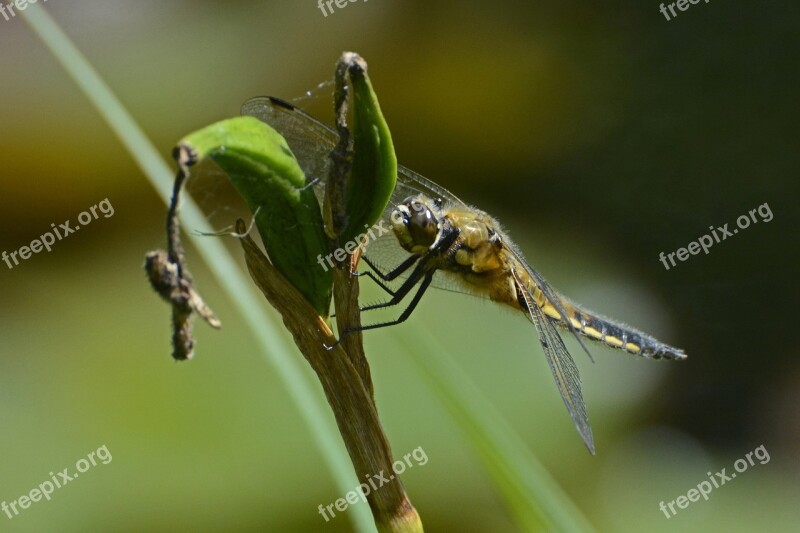 Dragonfly Wing Insect Nature Flight Insect