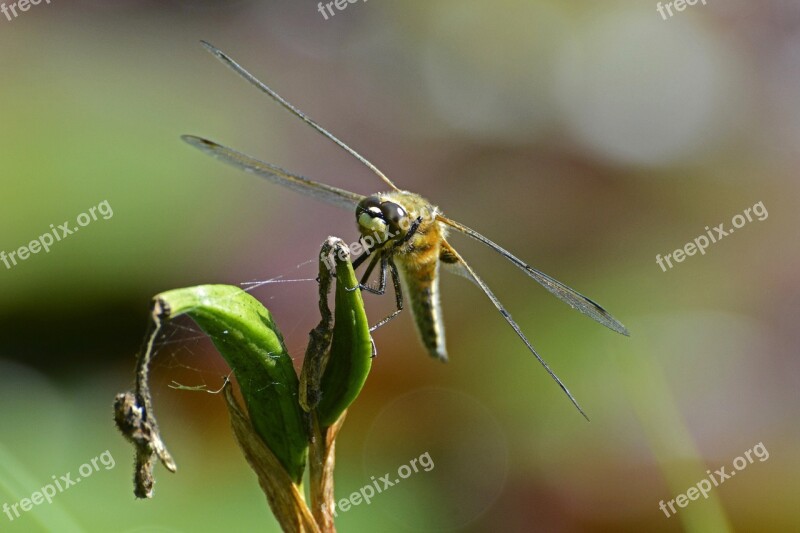 Dragonfly Wing Insect Nature Flight Insect