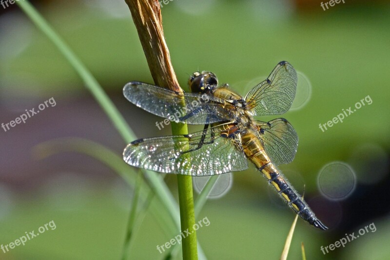 Dragonfly Wing Insect Nature Flight Insect