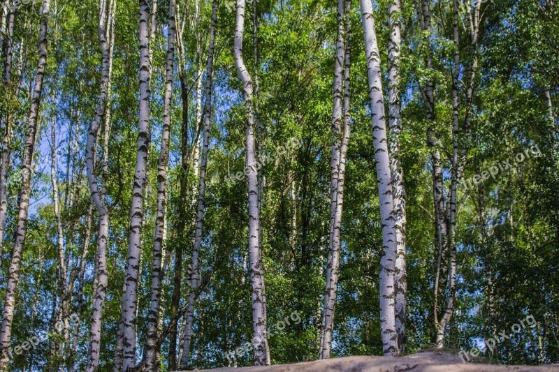 Birch Sunny Day Tree Forest Summer