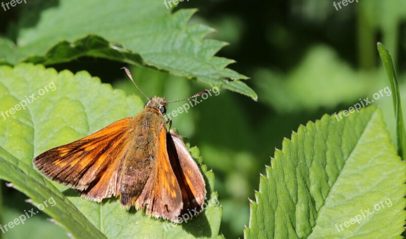 Butterfly Brown Bulbous Brown Bullhead Falter Thymelicus Sylvestris Skipper Insect