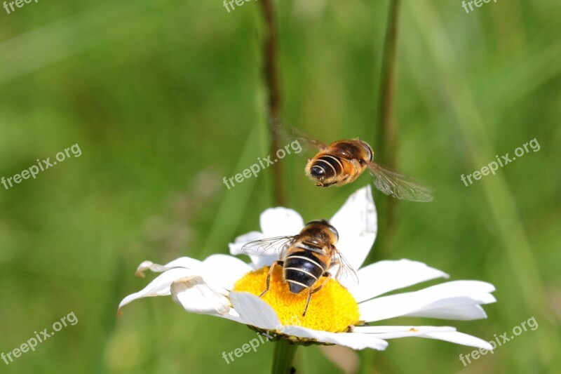 Bees Common Sand Bees Andrena Flavipes Hymenoptera Insect