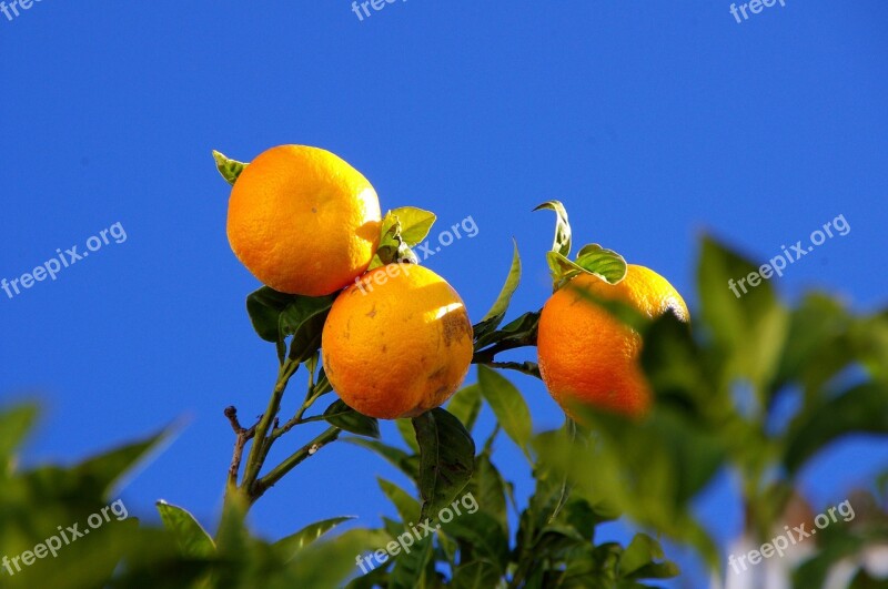 Oranges Tree Nature Orange Tree Fruits