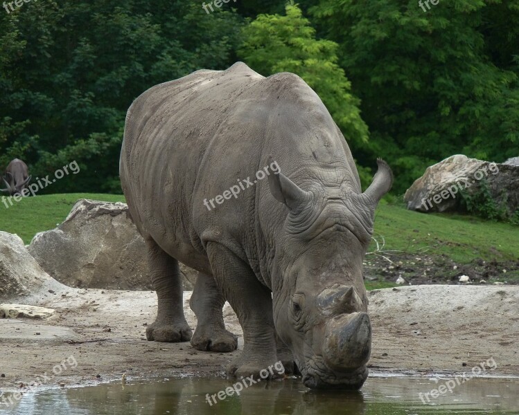 Rhinoceros Horns Defenses Africa Wild Animal