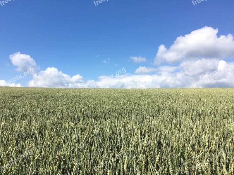 Field Clouds Sky Summer Landscape