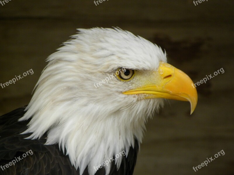 Bald Eagle Eagle Bird Raptor Focus