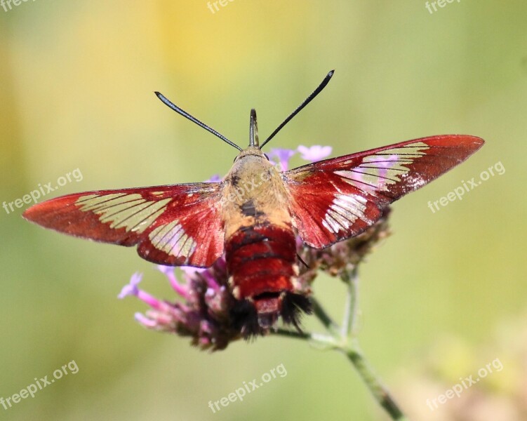 Hummingbird Clearwing Moth Insect Clearwing Nature Moth