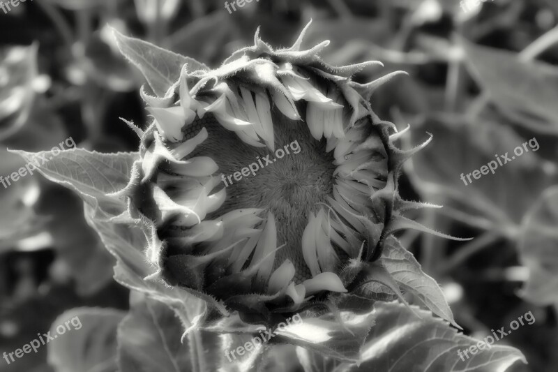 Sunflower Bud Summer Helianthus Annuus Black And White