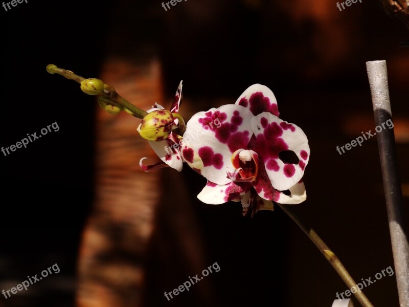 Flower Garden Purple Orchid Free Photos