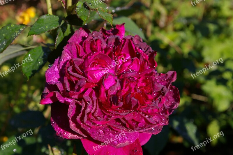 Rose Red Rose Scented Rose Rose Garden Blossom