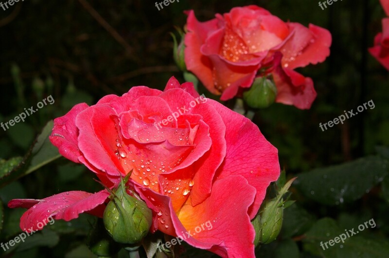 Rose Albrecht Dürer Scented Rose Floribunda Rose Bloom