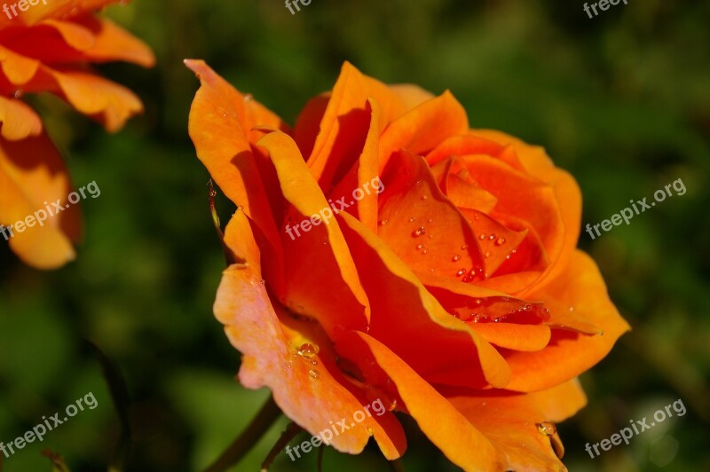 Rose Orange Rose Scented Rose Rose Garden Blossom