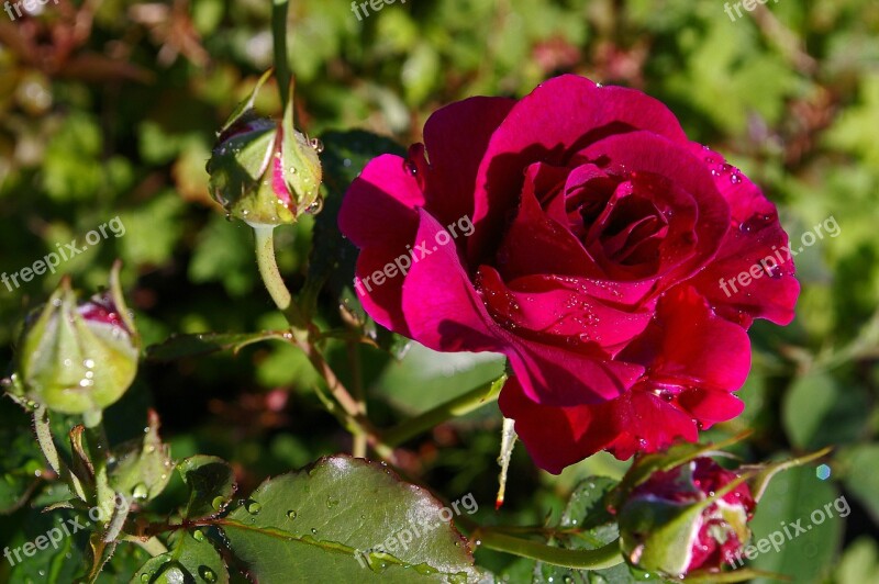 Rose Red Rose Scented Rose Rose Garden Blossom