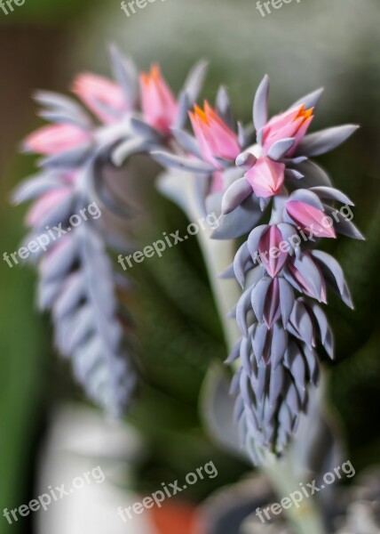 Plant Succulent Waxflower Orange Grey