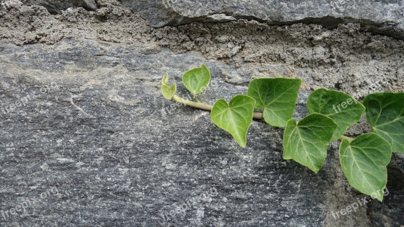 Stone Wall Ivy Hedera Leaves Climber Plant