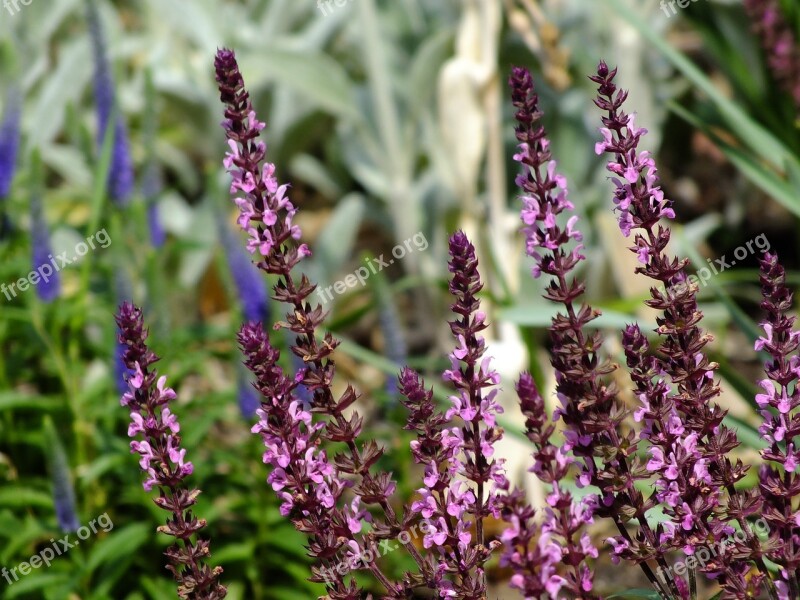 Pink Flowers Salvia Garden Lamb's Ear