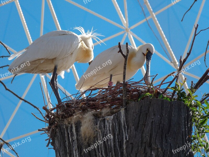 Birds Spatula Eurasian Spoonbill Nest Free Photos