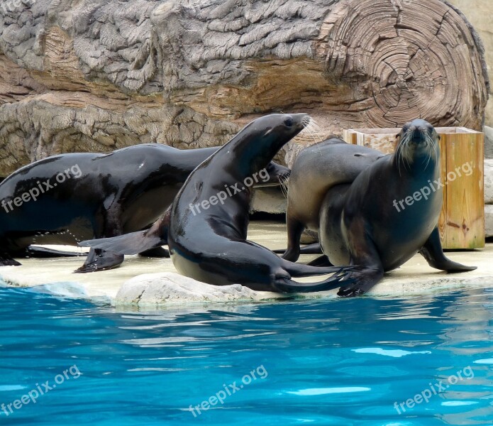 Sea Lions Fins Mammal Marine Animals Free Photos