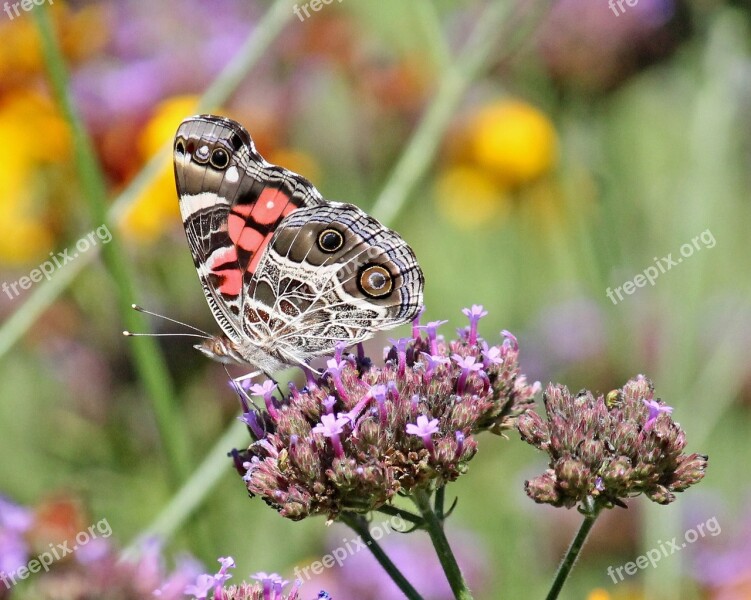 Butterfly Insect American Lady Verbena Bonariensis Nature