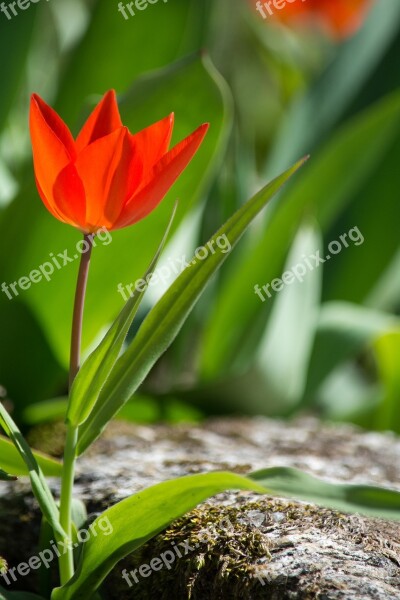 Tulip Red Red Tulip Blossom Bloom