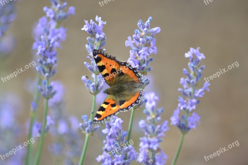 Butterfly Lavender Nature Garden Lavender Flowers