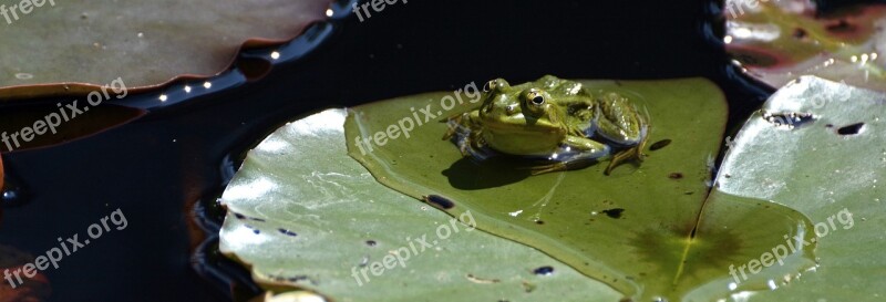 Frog Pond Water Green Lily Pond