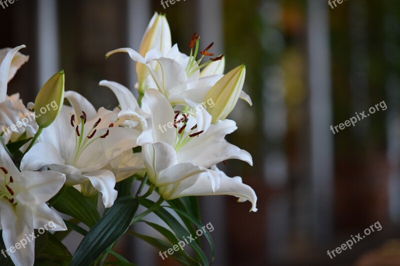 Flowers White White Flowers Plant Florist