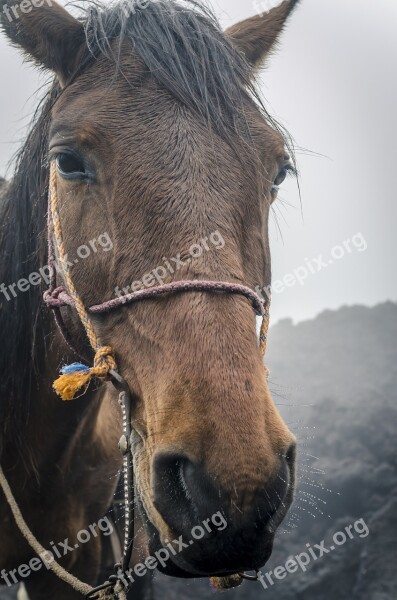 Horse Long Face Animal Water Drops