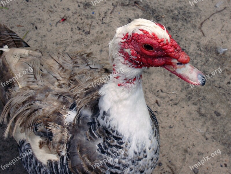 Duck Muscovy Duck Cairina Moschata Muscovy Cairina