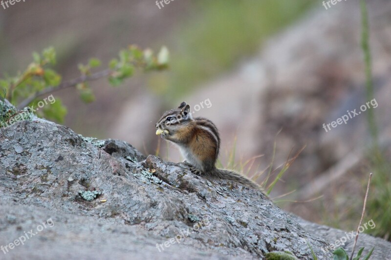 Chipmunk Nature Animal Furry Nager