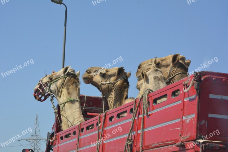 Camels Egypt Cairo Old Man Arabic Man