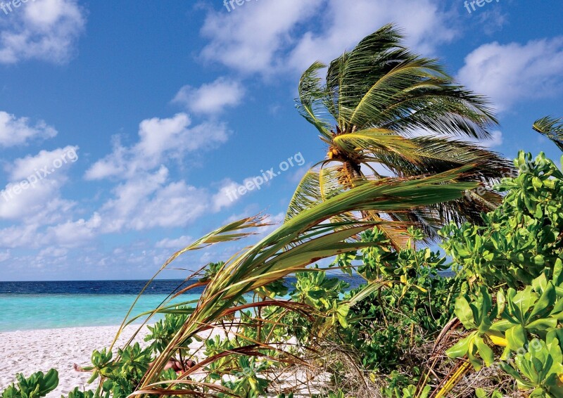 Maldives Palm Sea Free Photos