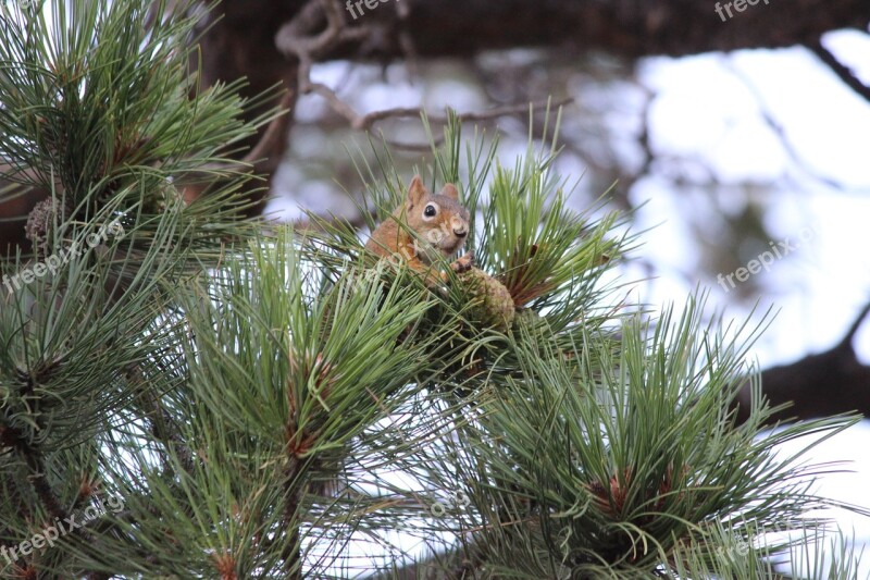 Squirrel Nager Animal Food Cute