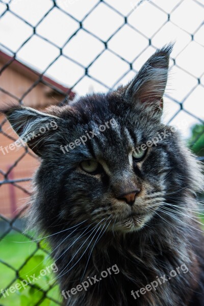 Cat Maine Coon Domestic Cat Animal Futrzak