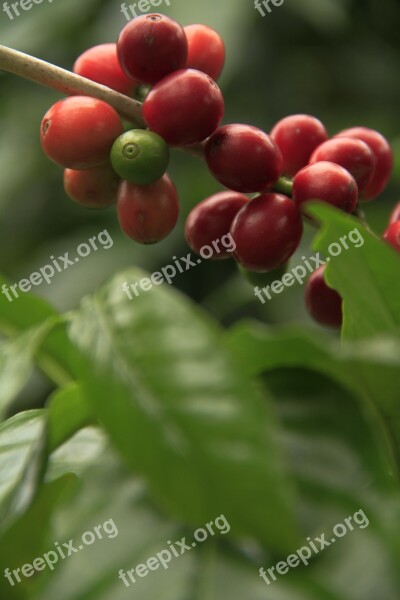 Coffee Fruit Plant Nature Coffee Grains