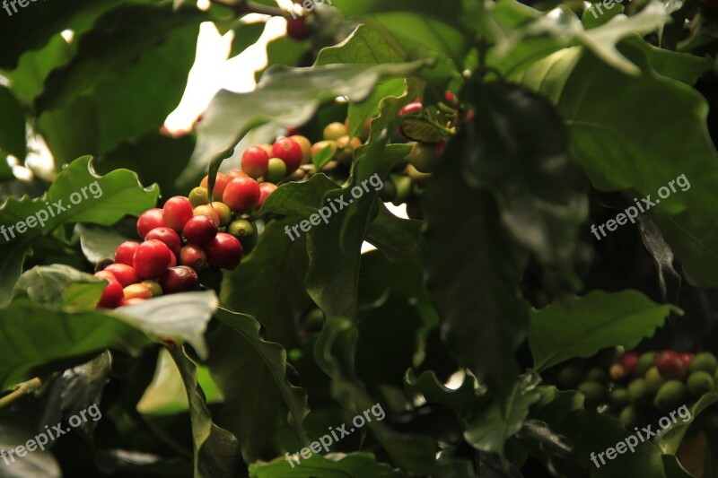 Coffee Grains Mature Agriculture Plant Raw