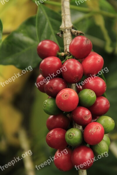 Coffee Grains Mature Agriculture Plant Raw