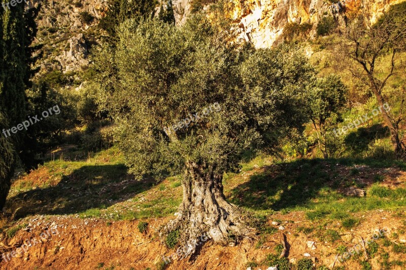 Olive Tree Green Nature Wild