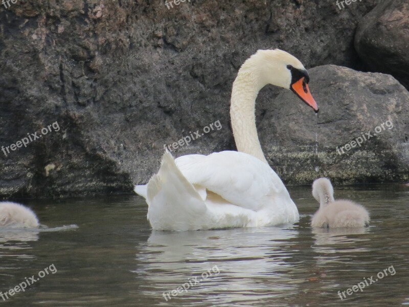 Swan Cub Parent Gray White