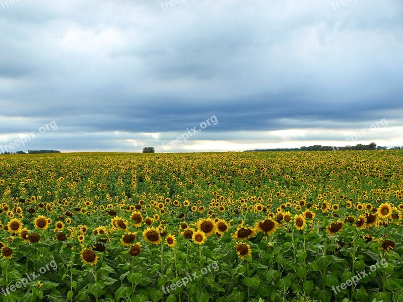 Landscape Field Sunflower Agriculture Nature