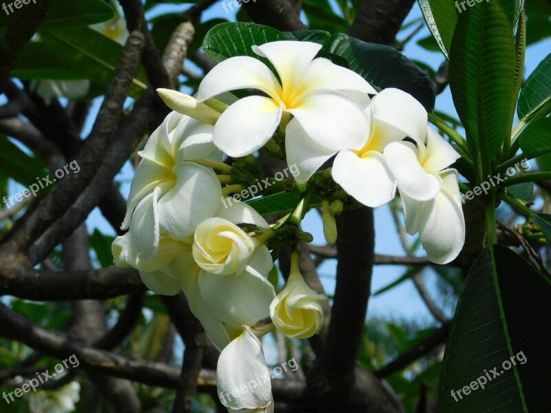 Flower May Spring Shades White