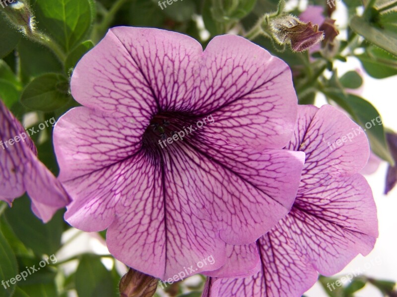 Summer Flower Plant Blossom Bloom