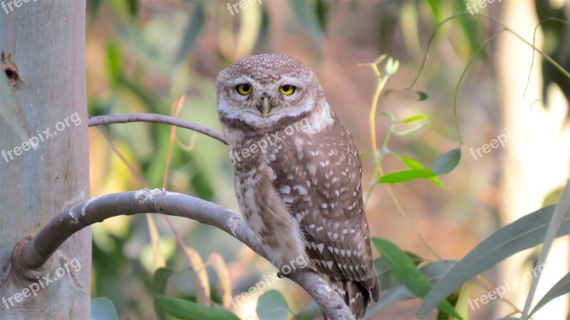 Owl Wildlife Bird Nature Wild