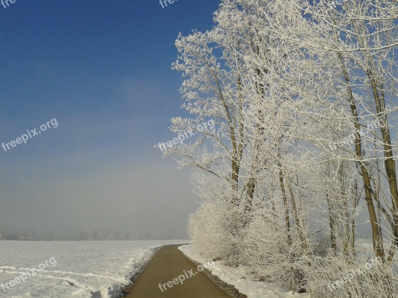 Winter Sun Snow Nature Trees