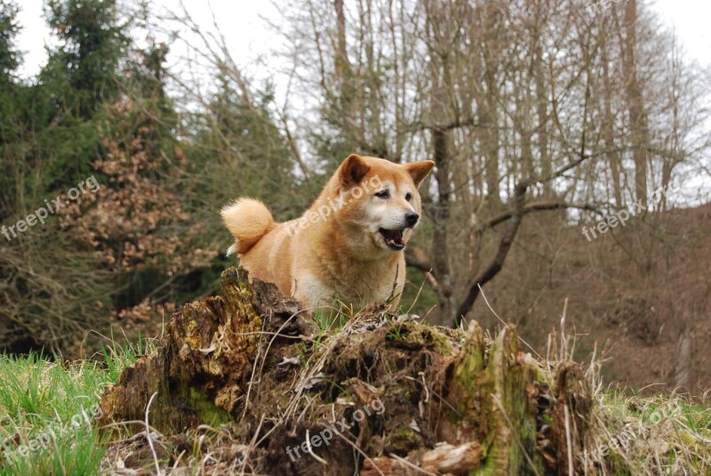 Dog Eliška Shiba-ins Spring Stump