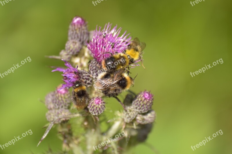 Close Up Wild Bee Diestel Blossom Bloom