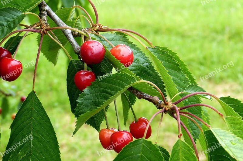 Cherry Reported Cherry Tree Nature Summer